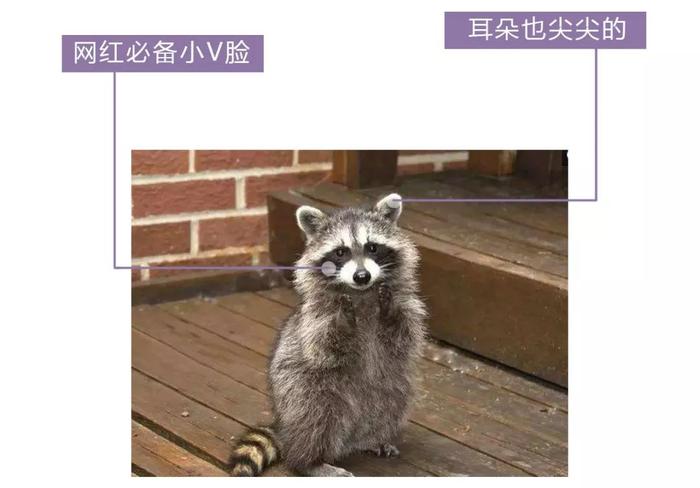 干脆面究竟是小浣熊还是小熊猫？傻傻分不清