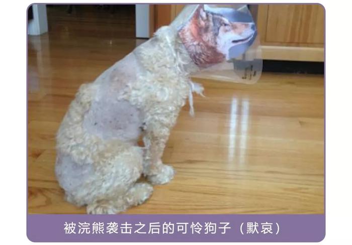 干脆面究竟是小浣熊还是小熊猫？傻傻分不清