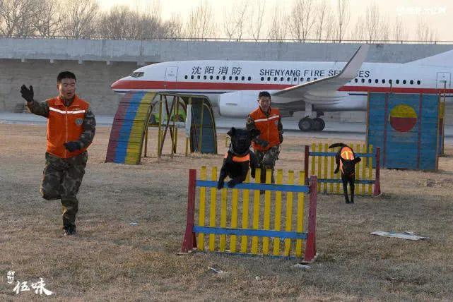 搜救犬的养老院，每个犬舍“一室一厅” 还带地暖