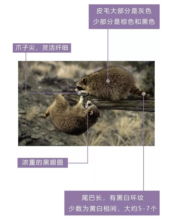 干脆面究竟是小浣熊还是小熊猫？傻傻分不清