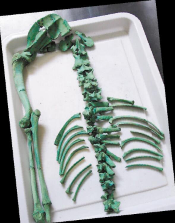 陕西秦墓中出土铜鼎，鼎中发现“绿”色骨头，经研究原因诡异
