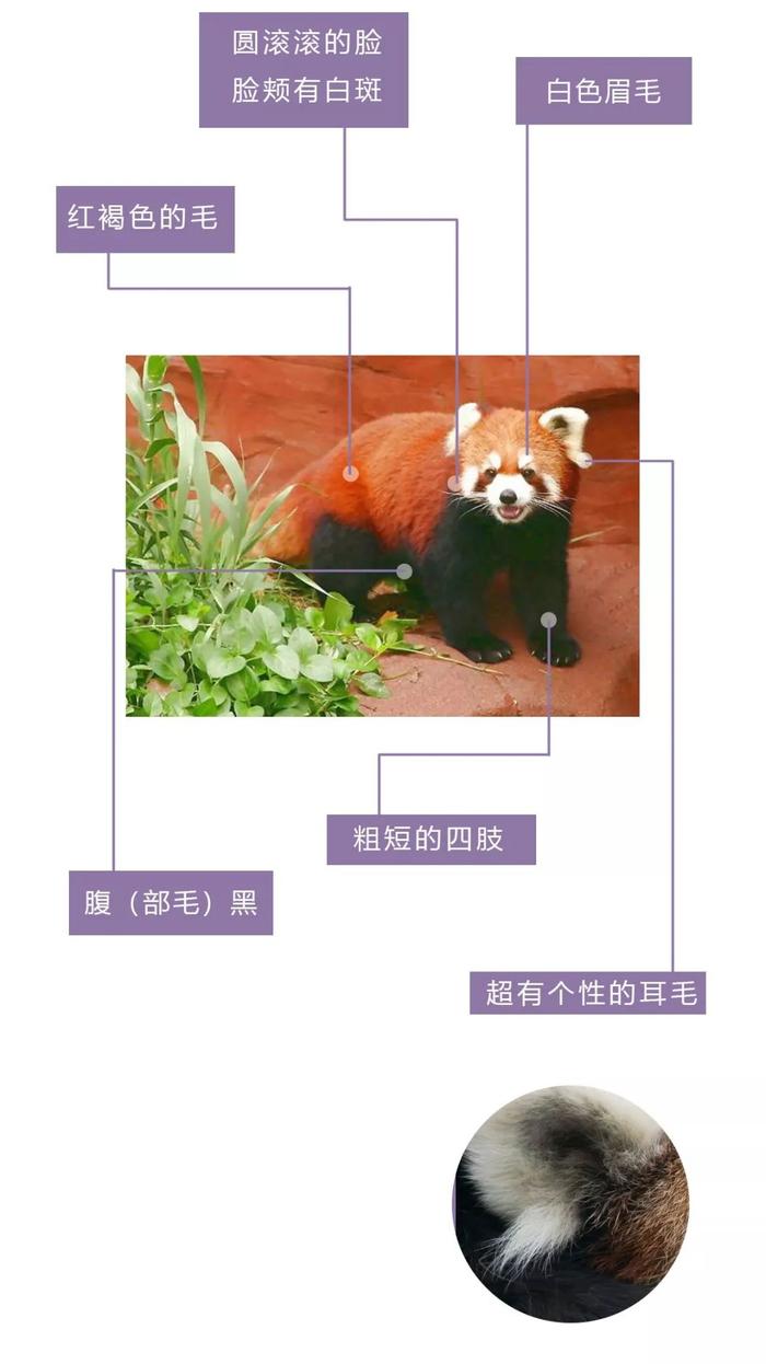 干脆面究竟是小浣熊还是小熊猫？傻傻分不清