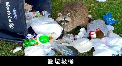干脆面究竟是小浣熊还是小熊猫？傻傻分不清
