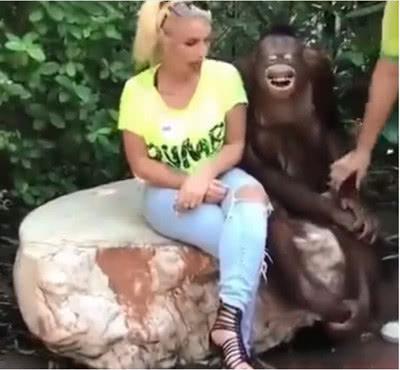 美女邀请红猩猩拍照，小家伙异常兴奋，随后举动大家不淡定