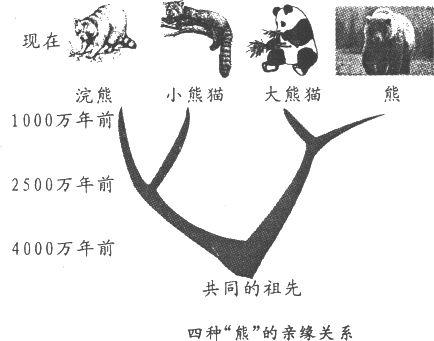 干脆面究竟是小浣熊还是小熊猫？傻傻分不清