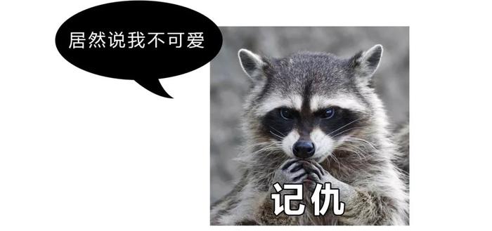 干脆面究竟是小浣熊还是小熊猫？傻傻分不清