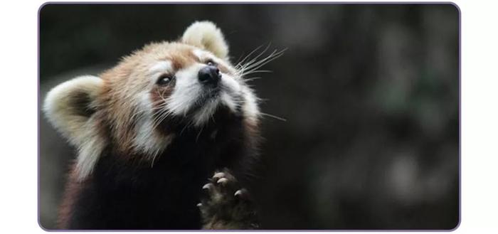 干脆面究竟是小浣熊还是小熊猫？傻傻分不清