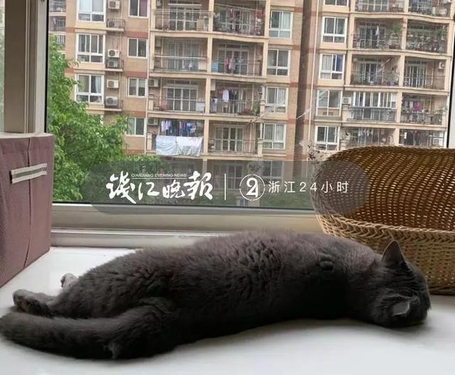 猫咪被“愤怒小鸟”粑粑攻击 认怂