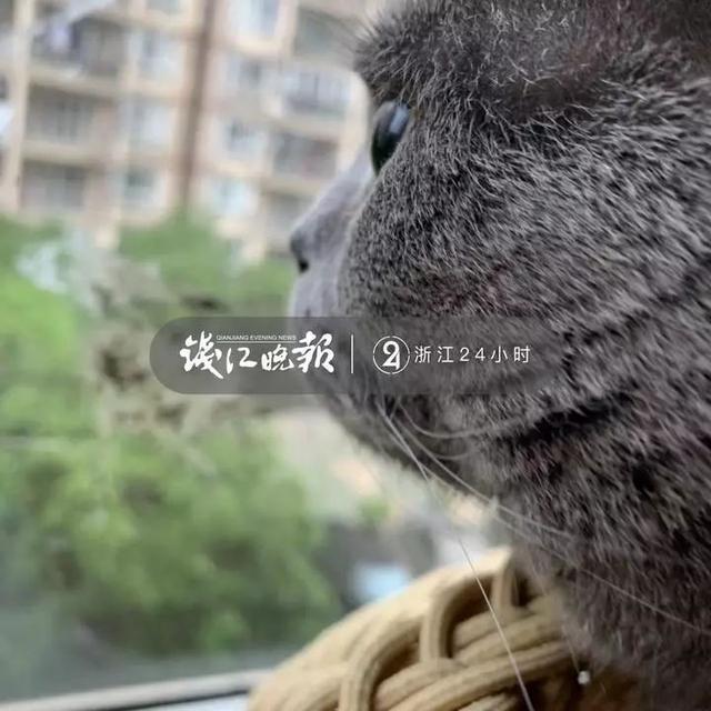 猫咪被“愤怒小鸟”粑粑攻击 认怂