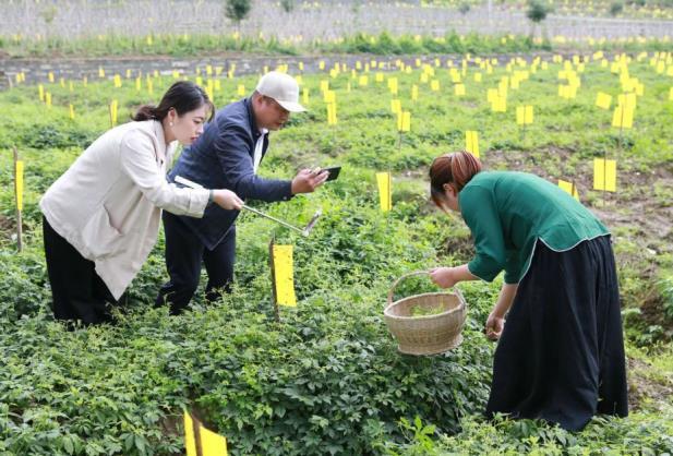 平利县神草园公司资源综合利用引领绞股蓝食品领域大跨度稳健发展
