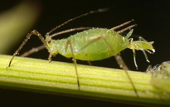 棉花蚜虫怎么治？防治蚜虫有效的方法有哪些？