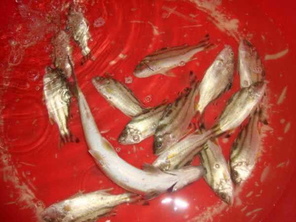 这鱼沿海地区叫它“花身鸡鱼”体侧有3条成弓状的黑色纵带