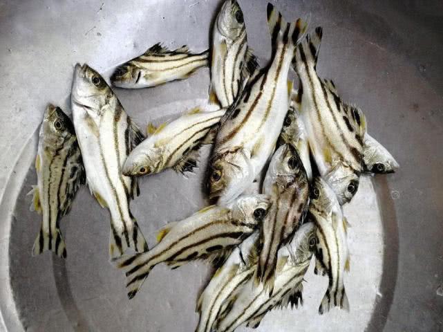 这鱼沿海地区叫它“花身鸡鱼”体侧有3条成弓状的黑色纵带
