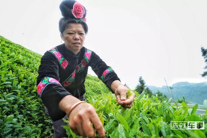 贵州雷山茶迎来“吉时雨”，跟着曹操出行一起去考“茶”