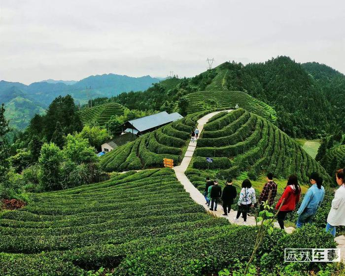 贵州雷山茶迎来“吉时雨”，跟着曹操出行一起去考“茶”