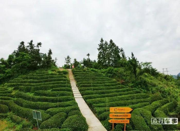 贵州雷山茶迎来“吉时雨”，跟着曹操出行一起去考“茶”