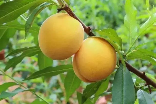 中国最好吃的十大桃子，平谷大桃只排第9，你喜欢吃哪种