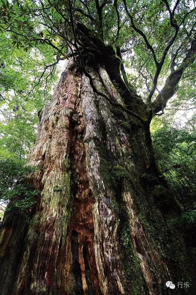 屋久岛千年森林，神灵栖息之地