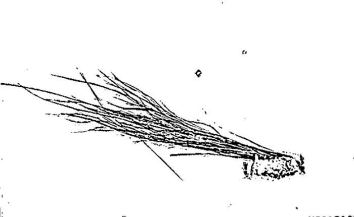 美国联邦调查局公布1976年雪人样本相关文件：毛发属于鹿科动物