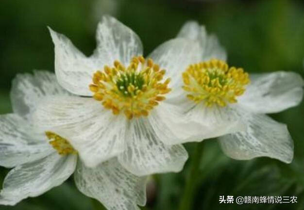 农村的山荷叶神奇的植物，怎么就生出了透明花瓣？