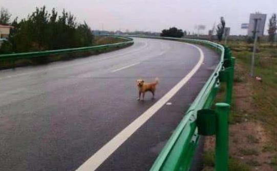 高速路上开车看到动物，是让道还是直接撞上去？