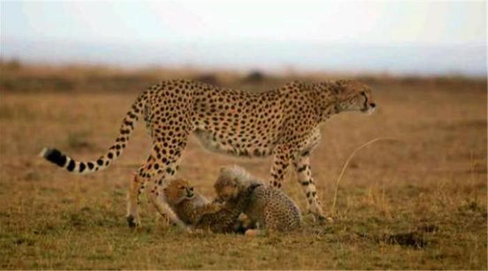 母豹带幼崽遛弯时，幼崽贪玩掉队了，好不容易赶上还被妈妈训
