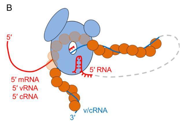 PNAS：揪住最致命 RNA 病毒的“小尾巴”