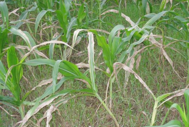 玉米农技专家：使用苗后除草剂做好“5不准”，死草好不易出药害