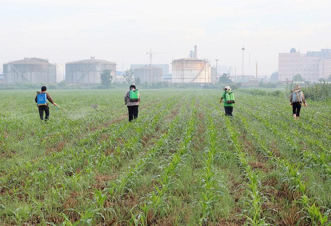 玉米农技专家：使用苗后除草剂做好“5不准”，死草好不易出药害