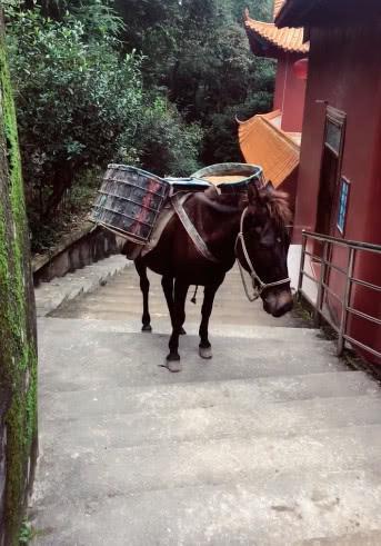 游客跟朋友去爬山，偶遇在路边偷懒的马匹