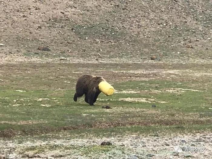 棕熊觅食头被套桶 青海公安4小时取桶解救并放归自然