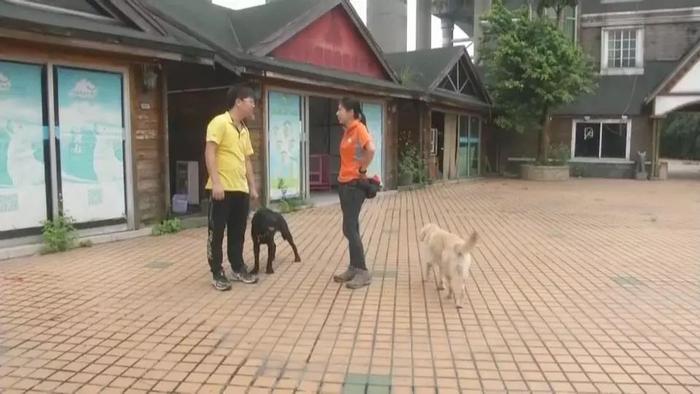 它们为了人类付出一生，如今连家都没有了……广东省内唯一导盲犬基地被拆！