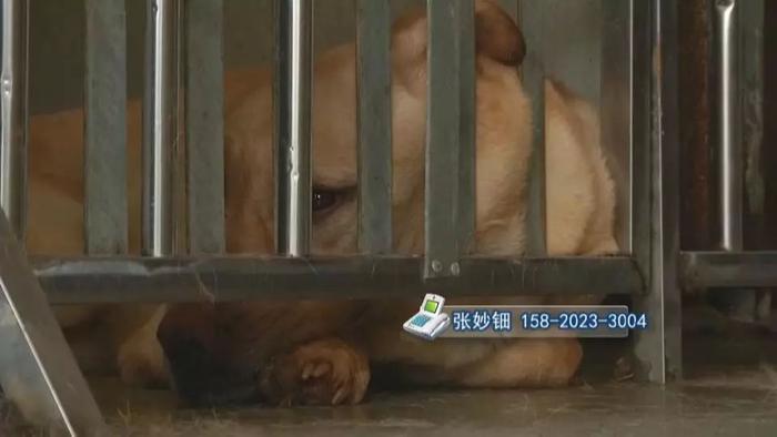 它们为了人类付出一生，如今连家都没有了……广东省内唯一导盲犬基地被拆！