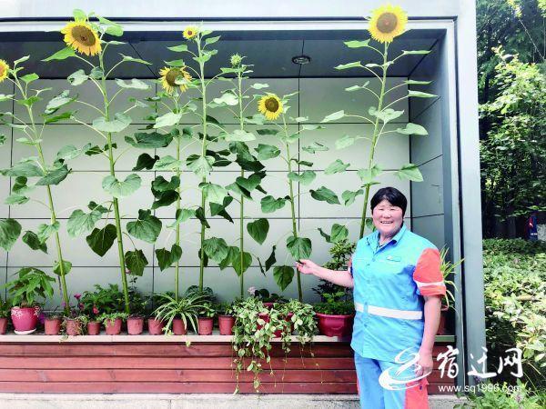 扮靓城市一角！宿迁六旬保洁员倾情打造“花园公厕”