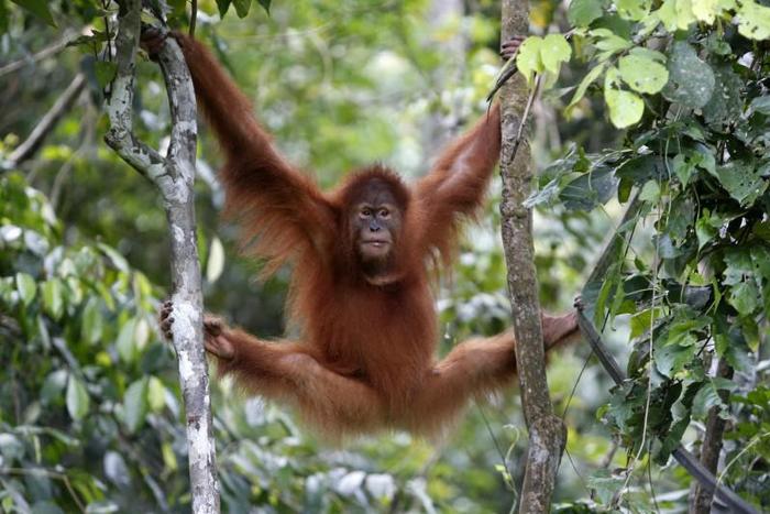 印尼2只苏门达腊猩猩“毕业”了，学会求生技能后重返森林