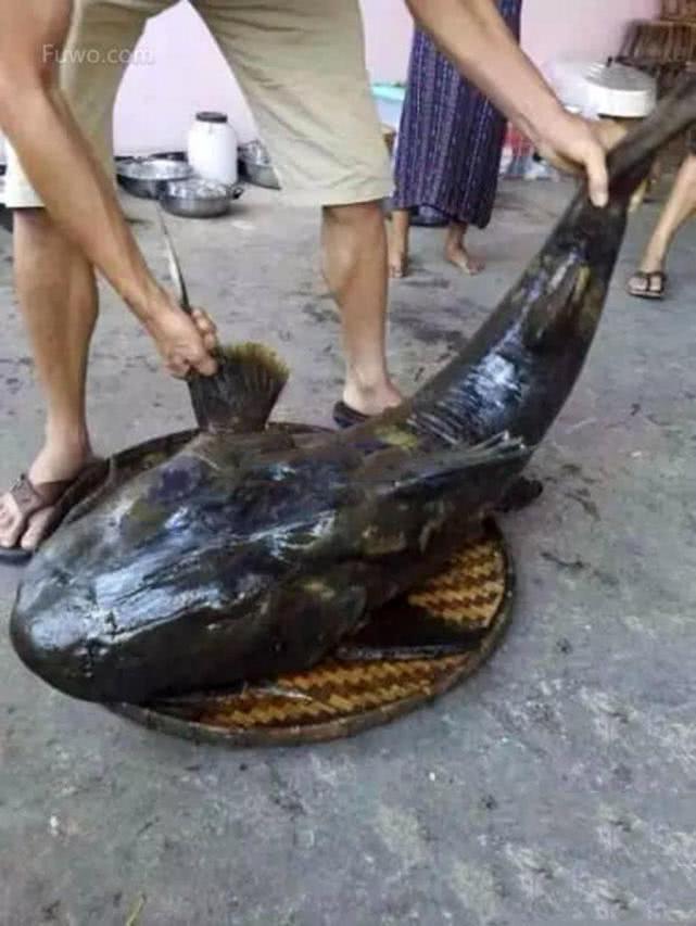 澜沧江里的猛鱼“面瓜鱼”能伏击一切路过比它小的鱼类