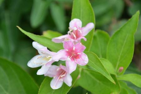 盆栽海仙花的养护方法