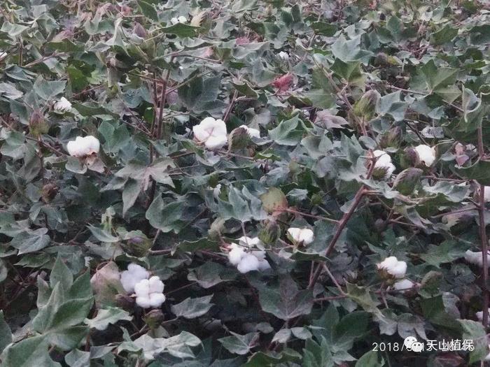 棉花不同时期需水规律，你怎么看？
