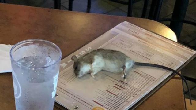恶心坏！女子正想点什么 活老鼠凌空掉菜单上晕死过去 餐厅赔顿饭
