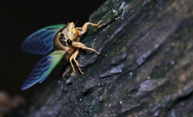 真实的蝉蛹羽化你见过么，一起看实拍“金蝉脱壳”全过程