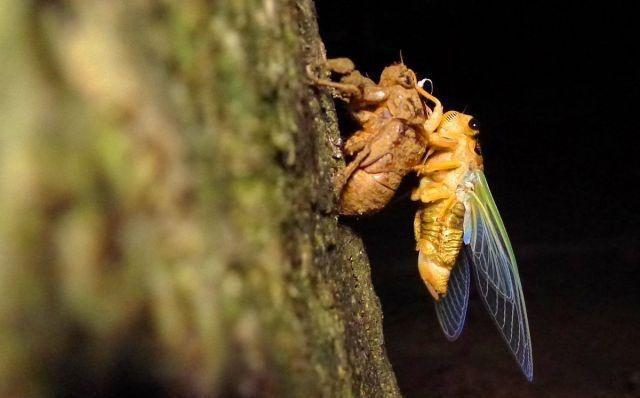 真实的蝉蛹羽化你见过么，一起看实拍“金蝉脱壳”全过程