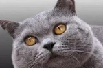 主人带蓝猫出门,发现路人看着蓝猫笑,低头一看蓝猫表情她也笑翻