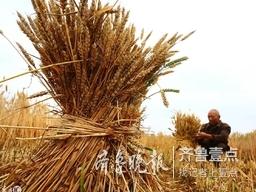 又一个国家区域性良种繁育基地，兖州小麦上榜