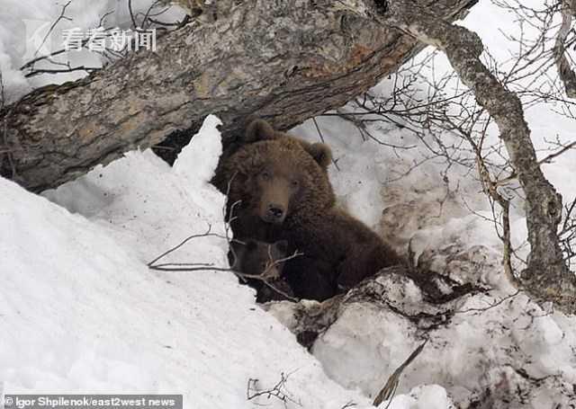 俄男子遭熊绑架1个月变丧尸？调查团发声 真相是……?