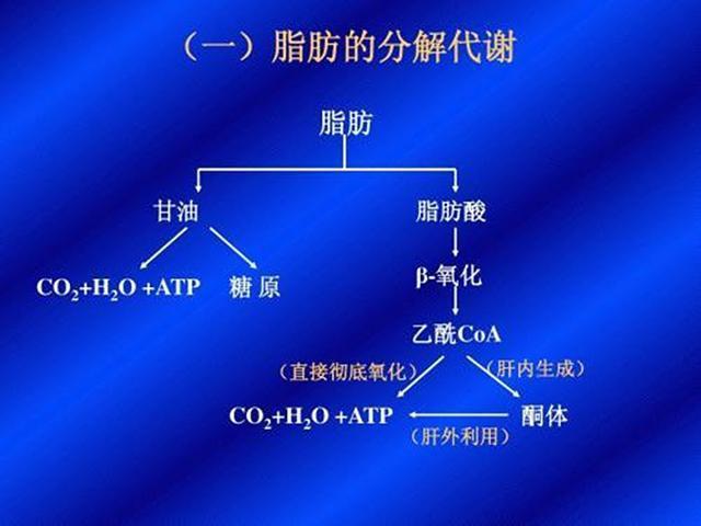 脂肪是怎么排出体外的？其实不是流汗，而是呼吸！