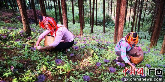 广西鹿寨拉沟乡做好林下经济 灵芝助瑶乡脱贫致富