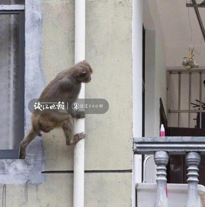 打劫！杭州这只猴子多次打劫游客！有人当场杀了只鸡给猴看，结果亮了