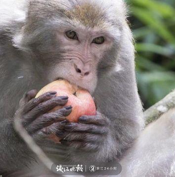 打劫！杭州这只猴子多次打劫游客！有人当场杀了只鸡给猴看，结果亮了