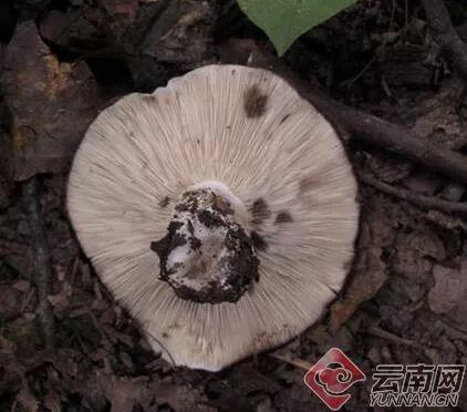 【安全警示】云南省疾控中心提醒：“火炭菌”家族有毒菌，碰不得！
