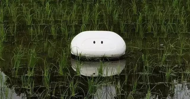 稻田养鸭好处多，瞧瞧这里的“机器鸭”，很霸道！